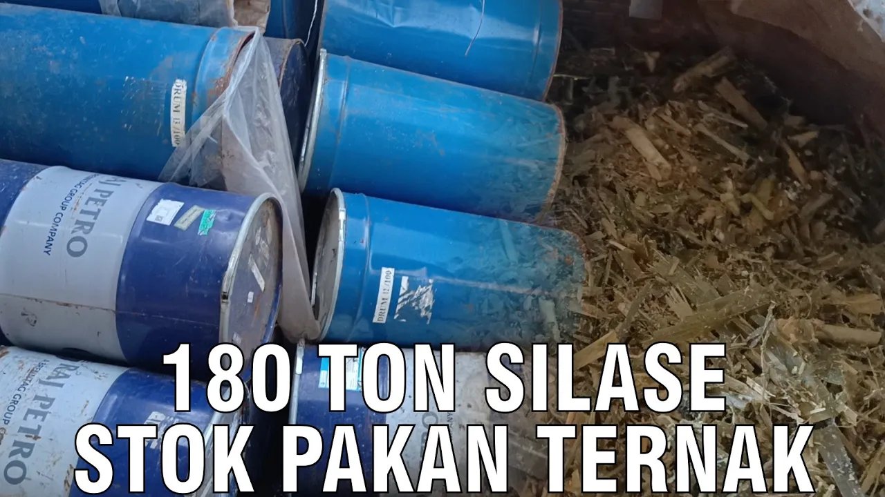 
                                 Silase-Pakan-Ternak-Sapi-180-Ton